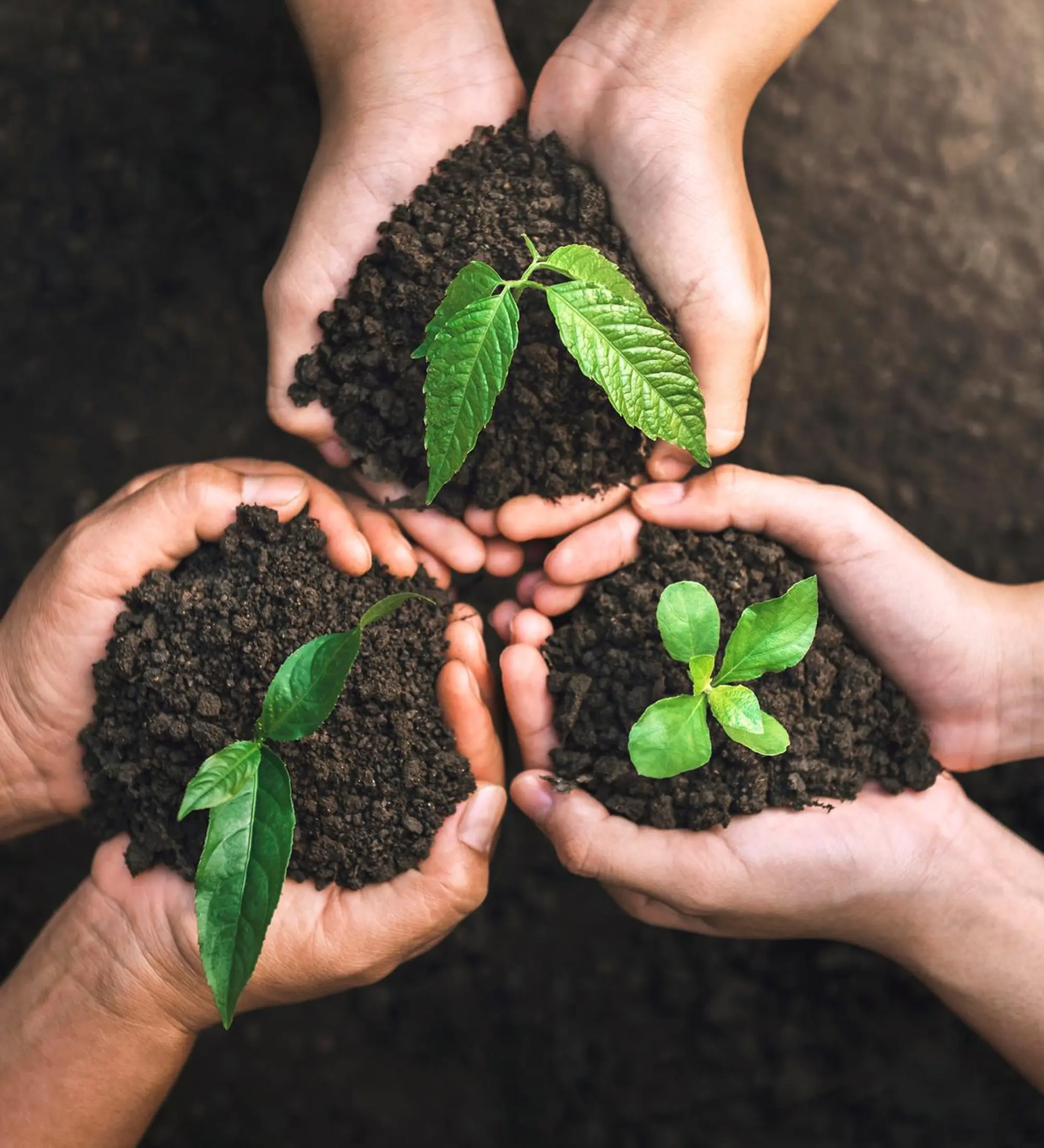 Plantation Drive