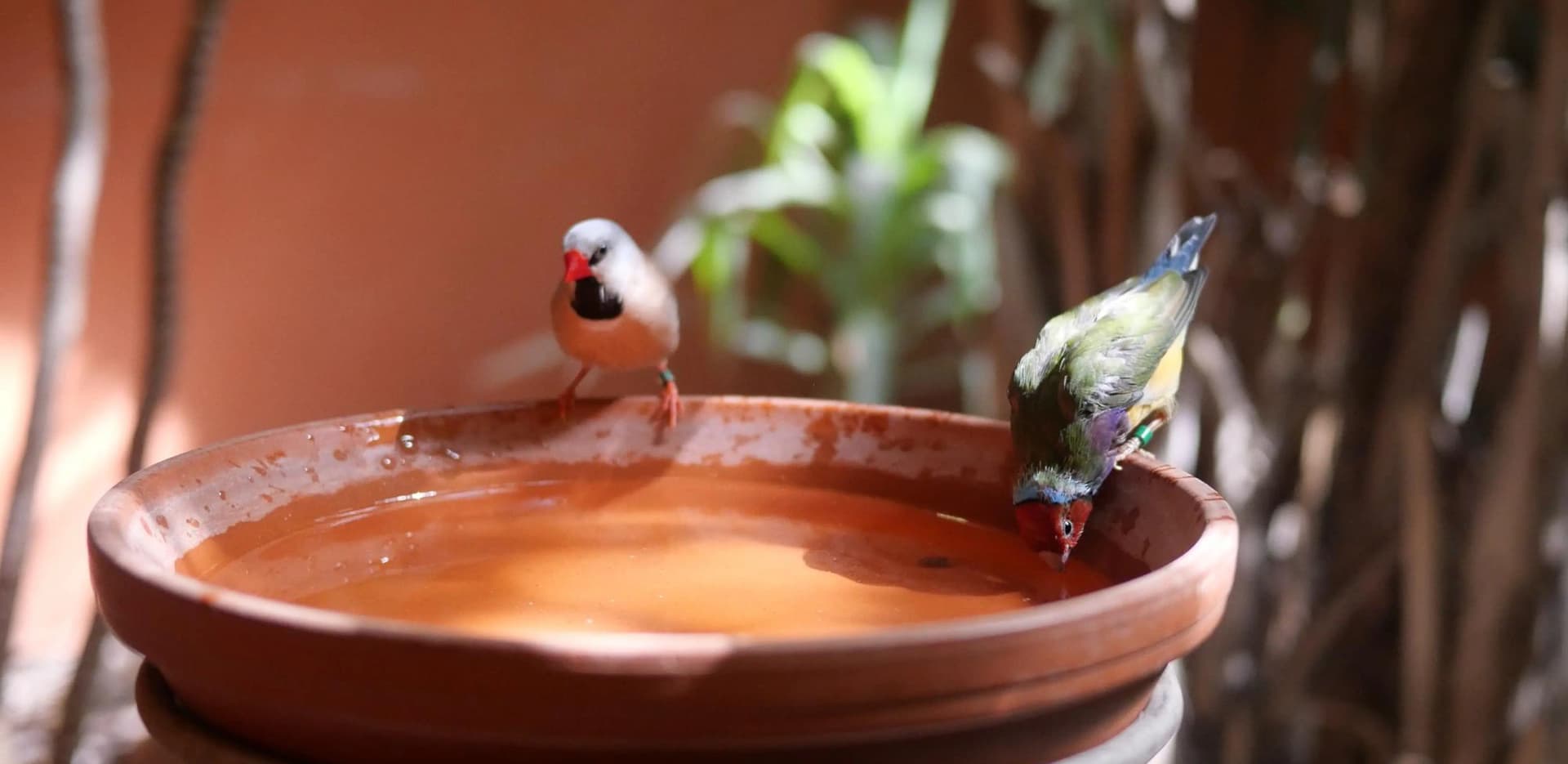 Quenching the thirst of Birds